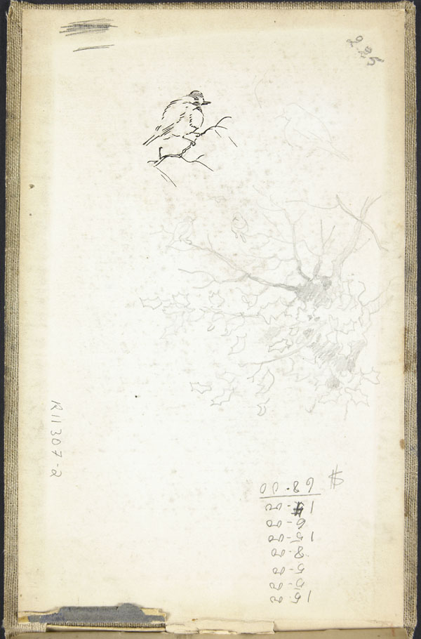 Sketch of a small bird perched on a branch