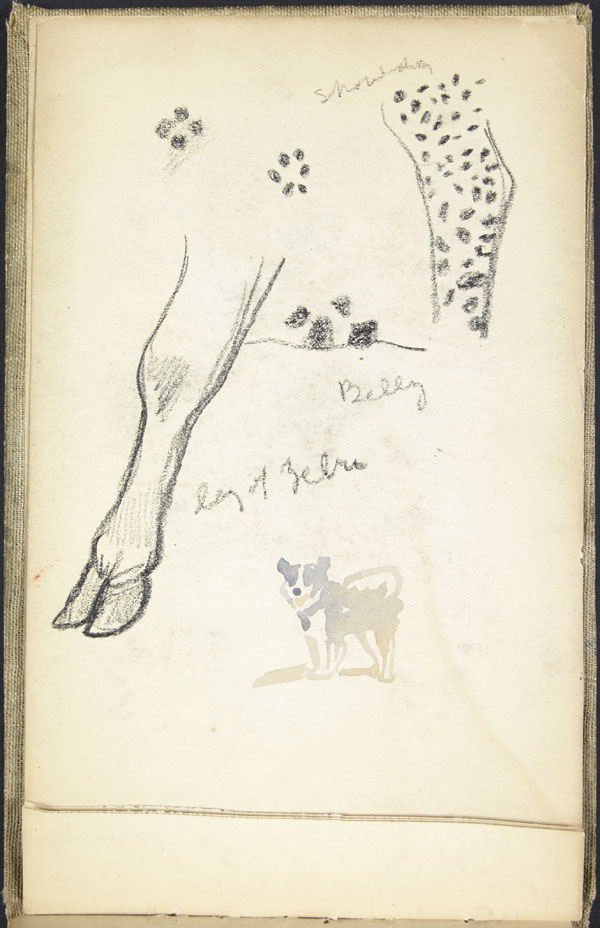 Sketch of a zebra's leg, belly and shoulder, London Zoo