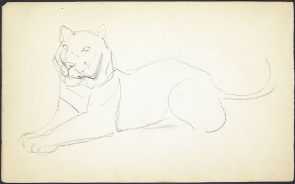 Rough sketch of a tiger, London Zoo