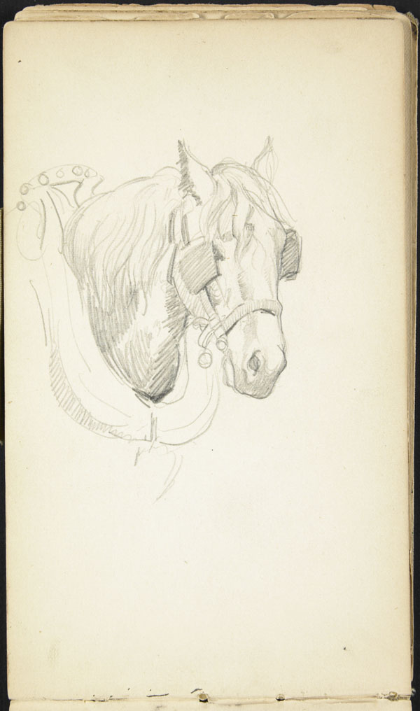 Horse wearing blinders and a collar, Belgium (e008315502)