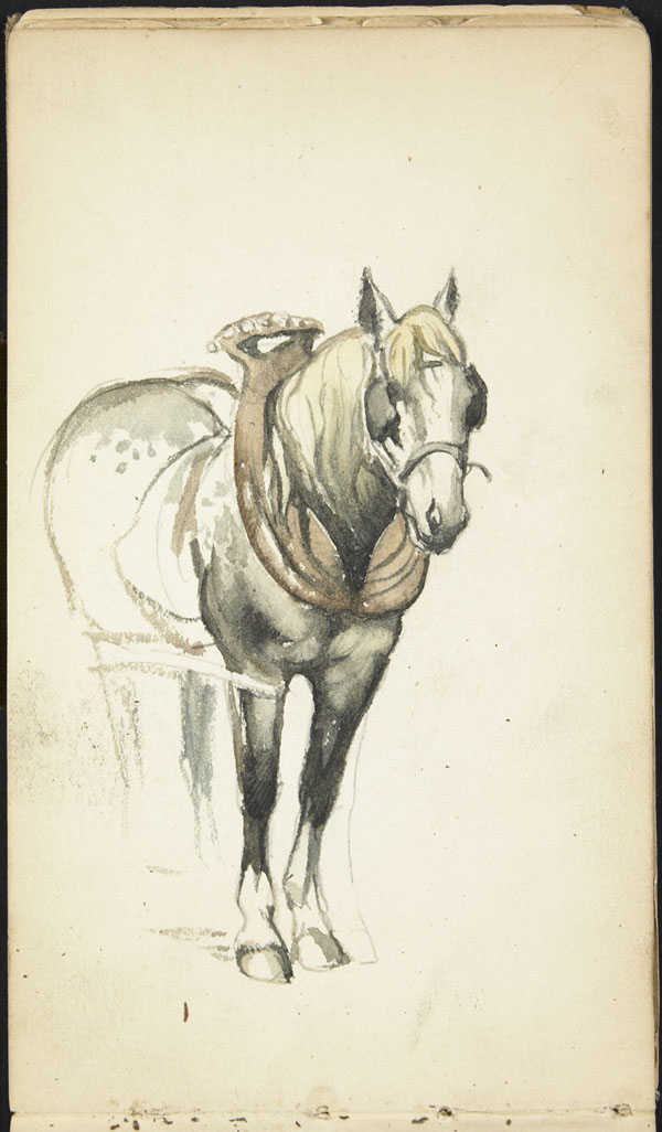 Horse wearing blinders, a collar and a harness, Belgium